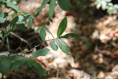 Frangula betulifolia