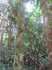 Unonopsis guatterioides