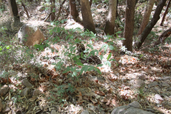 Frangula betulifolia