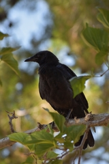 Corvus brachyrhynchos