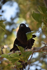 Corvus brachyrhynchos