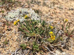 Ivesia lycopodioides