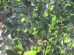 Unonopsis guatterioides