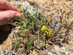 Ivesia lycopodioides