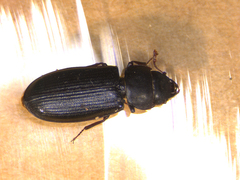 Tenebroides corticalis