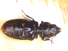 Tenebroides corticalis