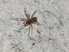 Enoplognatha caricis