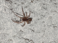 Enoplognatha caricis