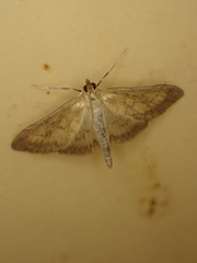 Paratalanta pandalis