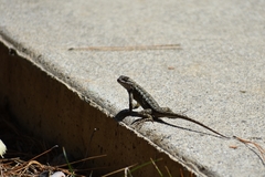 Sceloporus occidentalis