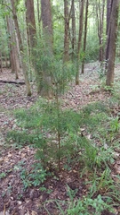 Pinus glabra