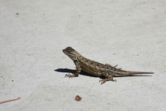 Sceloporus occidentalis