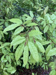 Quercus tatakaensis