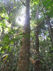 Pseudolmedia laevigata