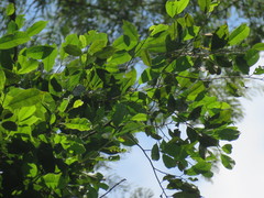 Pseudolmedia laevigata