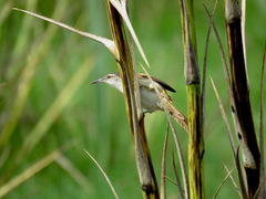 Limnoctites rectirostris