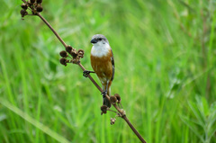 Sporophila palustris