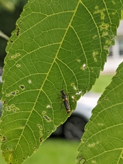 Trypherus frisoni