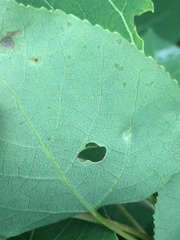 Phyllocoptes didelphis