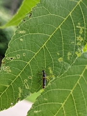 Trypherus frisoni