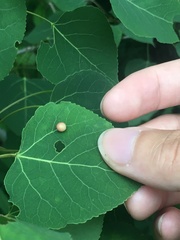 Phyllocoptes didelphis