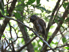 Picumnus nebulosus