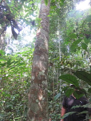 Batocarpus amazonicus