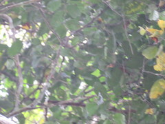 Batocarpus amazonicus