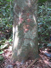 Batocarpus amazonicus