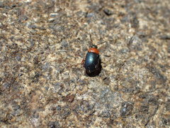 Gastrophysa polygoni