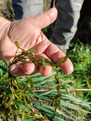 Potamogeton crispus