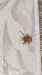 Amblyomma ovale