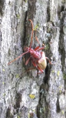 Stenocorus cylindricollis