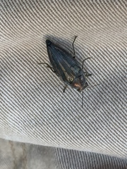 Buprestis lineata