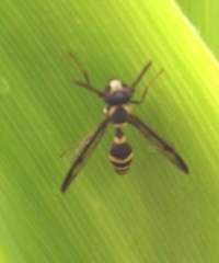 Polybia occidentalis