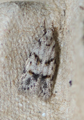 Symmoca signatella
