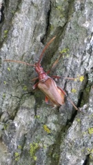 Stenocorus cylindricollis