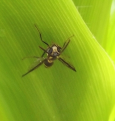 Polybia occidentalis