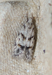 Symmoca signatella