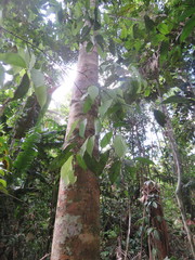 Apeiba tibourbou