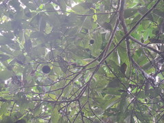 Apeiba tibourbou