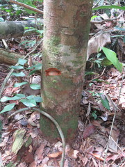 Apeiba tibourbou