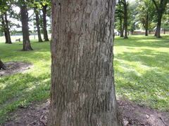 Stenocorus cylindricollis