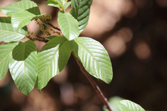 Frangula betulifolia