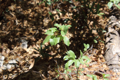 Frangula betulifolia