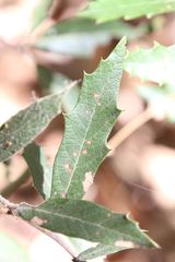 Quercus hypoleucoides