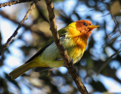 Hemithraupis ruficapilla