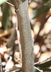Quercus hypoleucoides