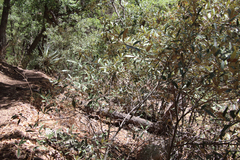 Quercus hypoleucoides