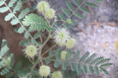 Mimosa grahamii